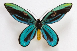 Tròn mắt kinh ngạc 10 loài côn trùng lớn nhất hành tinh