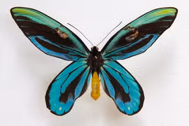 Tròn mắt kinh ngạc 10 loài côn trùng lớn nhất hành tinh