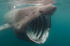 Điểm mặt 13 “hung thần đại dương” khét tiếng nhất thế giới