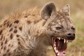 Top động vật hiếu chiến, hung tợn nhất hành tinh: Nhìn thấy tránh xa! 