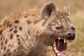 Top động vật hiếu chiến, hung tợn nhất hành tinh: Nhìn thấy tránh xa! 