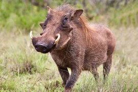 Giật mình chân dung 10 động vật xấu xí nhất hành tinh