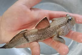 8 loài động vật độc - dị - lạ nhất Việt Nam, không hẳn ai cũng biết 