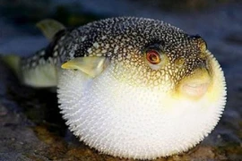 8 loài động vật độc - dị - lạ nhất Việt Nam