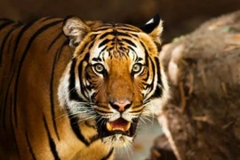 Mèo mù vớ cá rán: 3 tuổi từ 2023 - 2024 ngồi yên hứng lộc vàng 