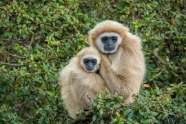 Những động vật “thề non hẹn biển” sống chung thuỷ cả đời 