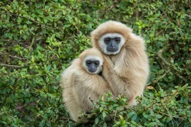 Những động vật “thề non hẹn biển” sống chung thuỷ cả đời 