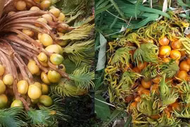 3 loại cây nở hoa được xem là kỳ tích báo hiệu tiền đẻ ra tiền