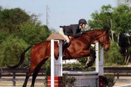 Top 10 chú ngựa đắt nhất trong lịch sử, đại gia tranh nhau sở hữu 