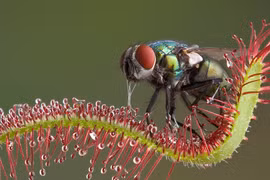 Sửng sốt những loài cây "ăn" thịt kỳ lạ nhất thế giới