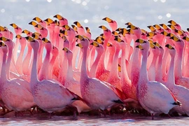 Chiêm ngưỡng những loài chim đẹp nhất thế giới: Hồng hạc có đứng đầu? 