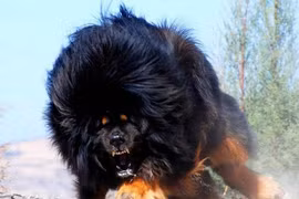 Những giống chó to nhất quả đất 