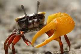 Top 10 động vật có thân hình thiếu cân đối nhất quả đất 