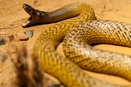 7 loài rắn độc nhất thế gian: Loài số 2 ở Việt Nam rất nhiều