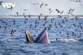 Mãn nhãn cảnh mẹ con cá voi săn mồi ở vùng biển Đề Gi