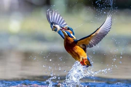 Ảnh ấn tượng nhất về động vật hoang dã tuần 2 tháng 4/2022 