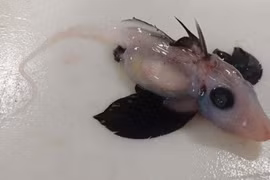 Những loài động vật kỳ dị với "của quý" trên đỉnh đầu