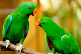 10 động vật có IQ cực cao