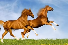 Tháng 8 không lo thiếu tiền, 3 con giáp này tài lộc phất lên từng ngày