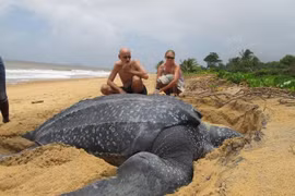 Sửng sốt ảnh động vật huyền bí nhưng có thật trên Trái Đất 