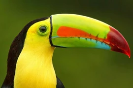 Kinh ngạc 10 loài chim có chiếc mỏ kỳ quái nhất quả đất 