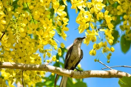 Ai có giờ sinh này có căn phú quý, đụng đâu cũng ra tiền 