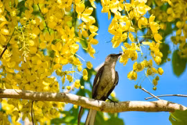 Ai có giờ sinh này có căn phú quý, đụng đâu cũng ra tiền 