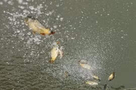 Mua trực thăng, đốt cả ôtô cúng ông Công, ông Táo, chuyên gia nói gì?