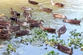 Loài sáng bay đi tối lại bay về, ở Việt Nam có người nuôi lãi trăm triệu