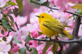 Trước Tết Nguyên đán, 3 con giáp kiếm tiền dễ, mọi sự suôn sẻ