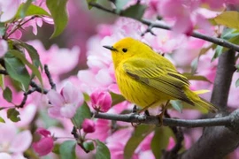 Trước Tết Nguyên đán, 3 con giáp kiếm tiền dễ, mọi sự suôn sẻ