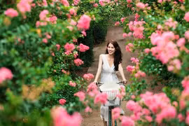 Ngắm bộ ảnh thiếu nữ bên hoa tường vi đầy sức sống 