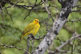 Tháng 8, 3 con giáp chịu thương chịu khó sẽ kiếm được tiền