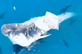 Video: Đàn cá mập 60 con xẻ thịt cá voi lưng gù hơn 30 tấn