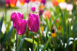 3 tuần tới, 3 con giáp gặp nhiều điều may, tiền rủng rỉnh