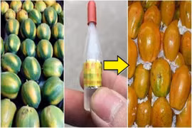 Mẹo phân biệt đu đủ chín tự nhiên với quả bơm thuốc chị em cần học