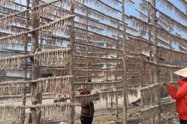 Loại cá ở quê không ai ăn, nay thành đặc sản 750.000 đồng/kg