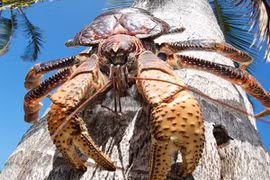 Loài cua leo cây, nhìn sợ nhưng là đặc sản, bán 500.000 đồng/kg