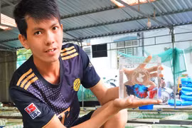 Sinh viên dừng học khởi nghiệp với loài cá bơi đẹp như vũ công