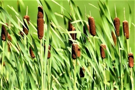 Cây mọc hoang ở ao hồ thành đặc sản, giá cao vẫn nhiều người săn 