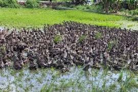 Loài vịt trời có giá đắt đỏ gấp 2-3 lần vịt thường