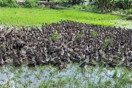 Loài vịt trời có giá đắt đỏ gấp 2-3 lần vịt thường