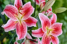 Tuần mới từ 5/12, 3 con giáp vận may cao ngất, sự nghiệp phất 