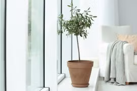 5 loại cây trồng trong nhà phổ biến trên Instagram năm 2022