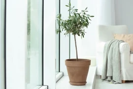 5 loại cây trồng trong nhà phổ biến trên Instagram năm 2022