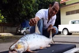 Bất ngờ tìm thấy loài cá chép khổng lồ tưởng đã tuyệt chủng ở Campuchia