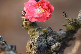 Loại đào Vip ngắn ngủn, xù xì, ít hoa hút khách đại gia dịp Tết