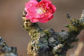 Loại đào Vip ngắn ngủn, xù xì, ít hoa hút khách đại gia dịp Tết