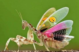 Top côn trùng tuyệt đẹp trên Trái đất, nhìn như sinh vật "ngoài hành tinh"