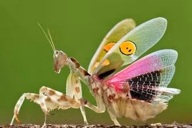 Top côn trùng tuyệt đẹp trên Trái đất, nhìn như sinh vật "ngoài hành tinh"